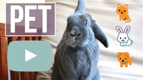 pets chanel|pet youtube channels.